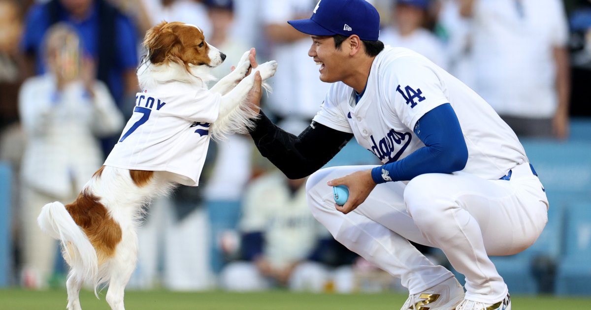Shohei Ohtani’s Fan-Favorite Dog Decoy Gets a 28-Foot Tribute Shohei Ohtani’s Fan-Favorite Dog Decoy Gets a 28-Foot Tribute