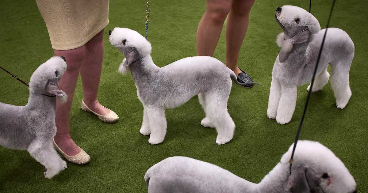 New York Man Arrested at Westminster Dog Show for Burglary, Grand Larceny New York Man Arrested at Westminster Dog Show for Burglary, Grand Larceny